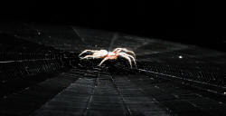 Orb spider without eyeshine